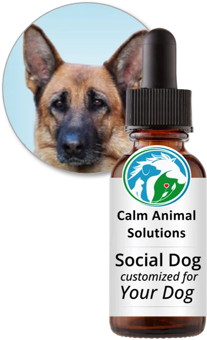 Social Dog flower essence blend by Calm Animal Solutions, for leash-reactive and aggressive dogs — customized for your dog