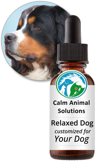Relaxed Dog flower essence blend by Calm Animal Solutions, for separation anxiety and excessive barking in dogs  — customized for your dog