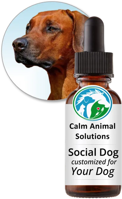 Social Dog flower essence blend by Calm Animal Solutions, for leash-reactive and aggressive dogs — customized for your dog