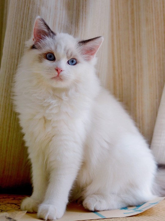 Ragdoll cat on Calm Animal Solutions Litter Box Cat page for flower essence blend for for stress-related litter box avoidance and accidents in cats 