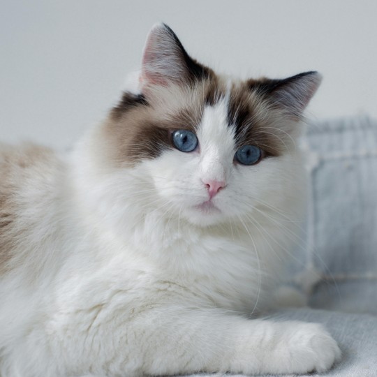 Ragdoll cat on Calm Animal Solutions Litter Box Cat page for flower essence blend for for stress-related litter box avoidance and accidents in cats 