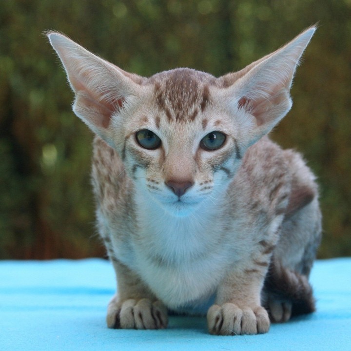 Oriental Shorthair cat on Calm Animal Solutions Relaxed Cat page for flower essence blend for cats with separation anxiety and excessive meowing