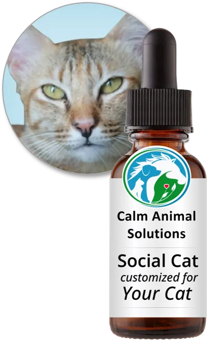 Social Cat flower essence blend by Calm Animal Solutions, for cats that bite, scratch, hiss, guard resources, hide, or can't peacefully share space— customized for your cat