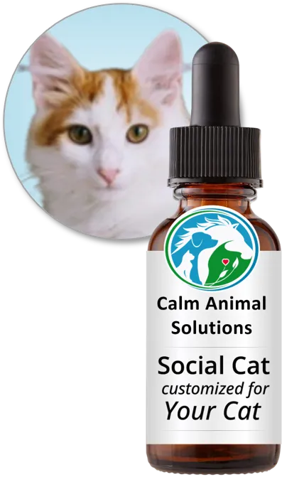 Social Cat flower essence blend by Calm Animal Solutions, for cats that bite, scratch, hiss, guard resources, hide, or can't peacefully share space— customized for your cat