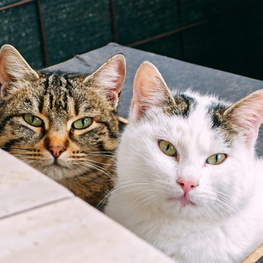 brown and tan striped cat and white cat on Calm Animal Solutions Social Cat page for flower essence blend for cats that bite, scratch, hiss, guard resources, hide, or can't peacefully share spaces 
