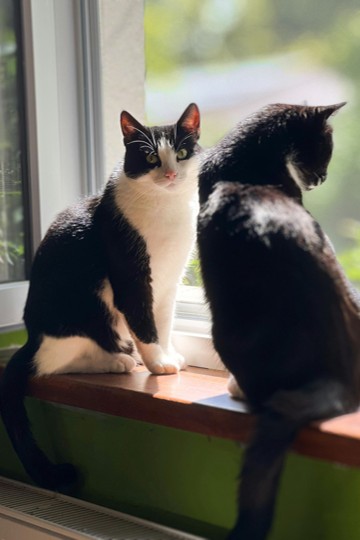 a black and white cat next to a black cat on Calm Animal Solutions Social Cat page for flower essence blend for cats that bite, scratch, hiss, guard resources, hide, or can't peacefully share spaces