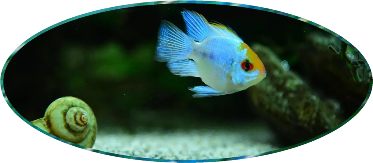 blue-orange fish and snail on Calm Animal Solutions' Natural Support to Calm Stressed and Aggressive Fish