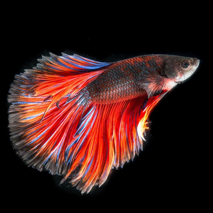 photo colorful betta fish on Calm Animal Soltions' Natural Support to Calm Stressed and Aggressive Fish webpage