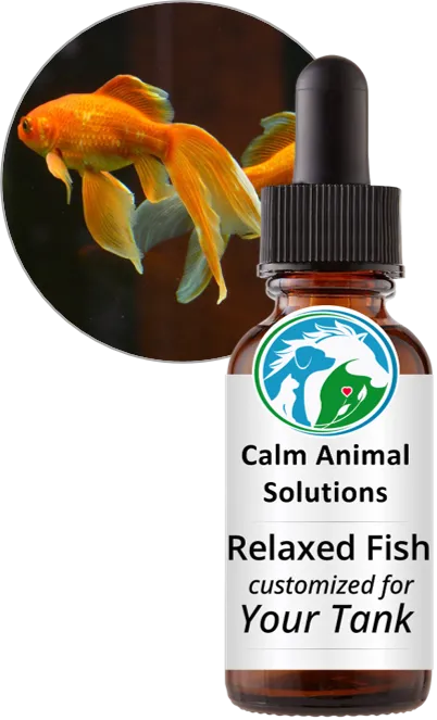 Relaxed Fish flower essence blend by Calm Animal Solutions, for for stressed fish that hide, refuse to eat, or can't settle— customized for your fish