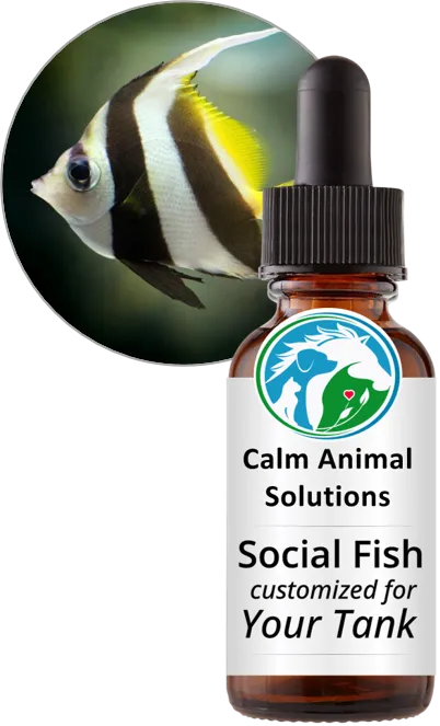 Social Fish for flower essence blend for fish tanks with aggression, chasing, and territorial stress — customized for your fish