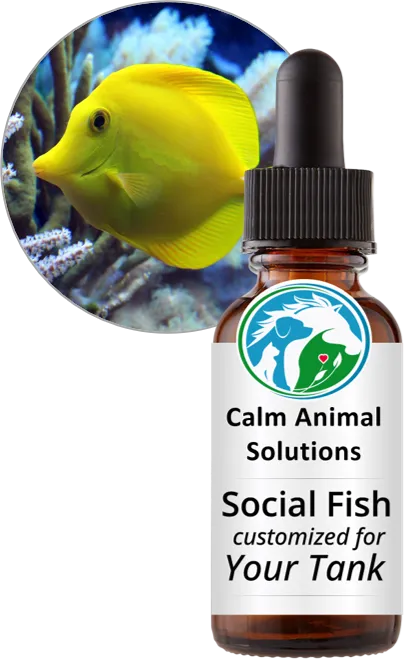 Social Fish for flower essence blend for fish tanks with aggression, chasing, and territorial stress — customized for your fish