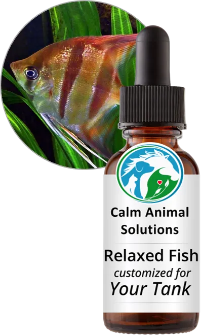 Relaxed Fish flower essence blend by Calm Animal Solutions, for for stressed fish that hide, refuse to eat, or can't settle— customized for your fish