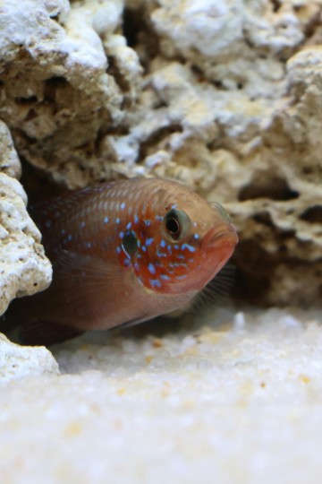 orange and tan fish hiding in a rock cave on Calm Animal Solutions Relaxed Fish Ca page for flower essence blend for for stressed fish that hide, refuse to eat, or can't settle