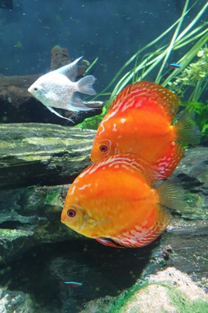 two orange and a white fish on Calm Animal Solutions Social Fish page for flower essence blend for fish tanks with aggression, chasing, and territorial stress