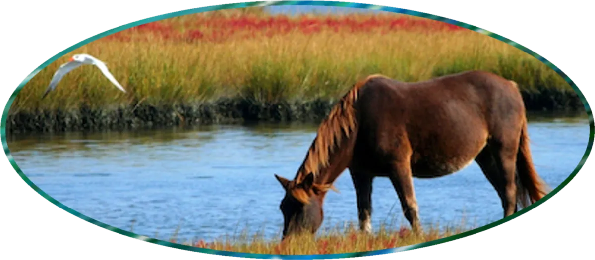 brown horse drinking water as seagull flys by How to Calm an Anxious Horse page