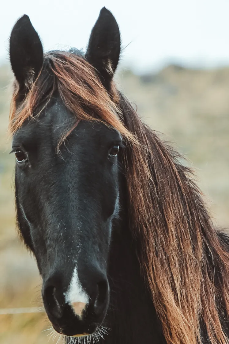 black horse with white markings and brown mane on Calm Animal Solutions page for Relaxed Horse flower essence blend by Calm Animal Solutions, for horses whose stress response shows up as spooking, nervous tension, or an inability to settle without their person — customized for your horse