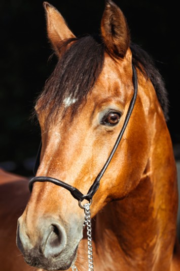 brown horse with white marking on Calm Animal Solutions Confident Horse page for flower essence blends for horses whose stress response shows up as trailer refusal, shutdown at shows, or difficulty with routine handling — customized for your horse