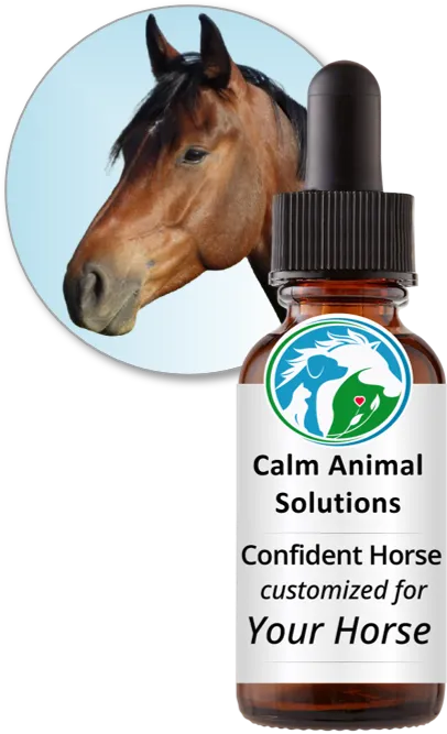 Confident Horse flower essence blend by Calm Animal Solutions, for horses whose stress response shows up as trailer refusal, shutdown at shows, or difficulty with routine handling — customized for your horse