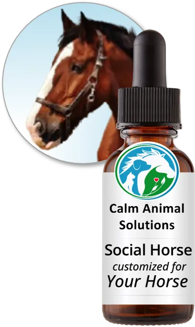 Social Horse flower essence blend by Calm Animal Solutions, for horses whose stress response shows up as aggression, territorial behavior, or an inability to settle in shared spaces — customized for your horse