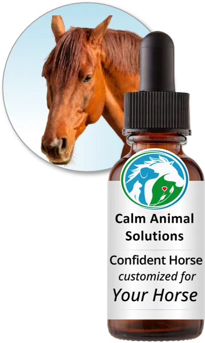Confident Horse flower essence blend by Calm Animal Solutions, for horses whose stress response shows up as trailer refusal, shutdown at shows, or difficulty with routine handling — customized for your horse