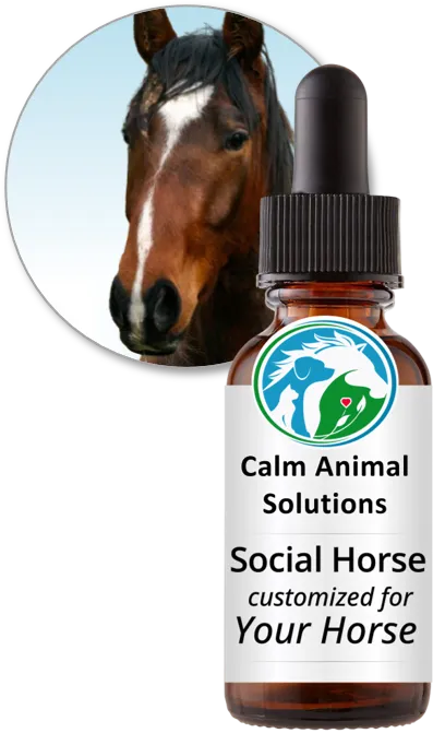 Social Horse flower essence blend by Calm Animal Solutions, for horses whose stress response shows up as aggression, territorial behavior, or an inability to settle in shared spaces — customized for your horse