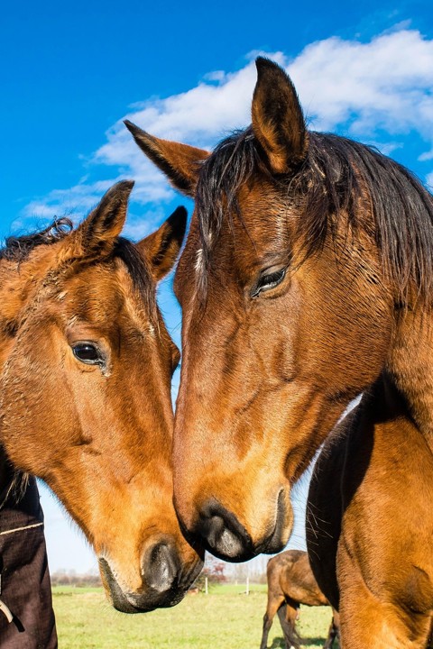 two brown horses rubbing noses on Calm Animal Solutions Social Horse page for flower essence blends  for horses with herd tension, aggression and stable stress