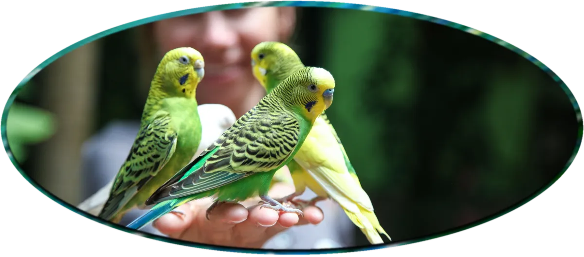 Three budgies perched on their owner's hand, illustrating the range of bird stress from withdrawal and loneliness to flock tension and conflict