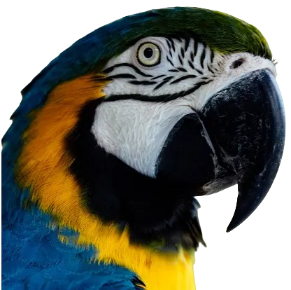 A blue and gold macaw, a species known for strong emotional bonds and sensitivity to changes in its social environment