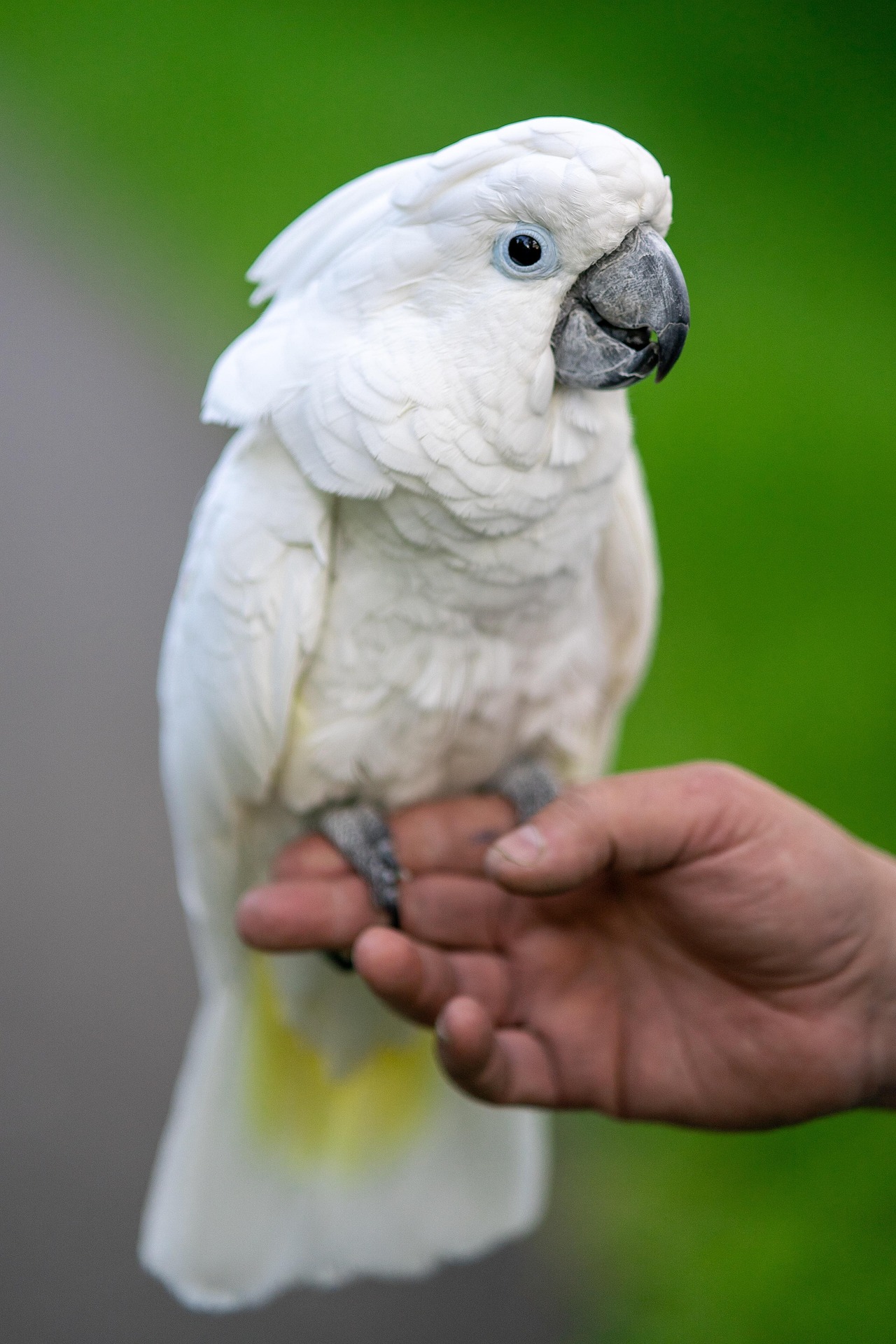 A white cockatoo perched calmly on its owner's hand, showing the kind of trusting, settled behavior flower essences support in birds prone to loneliness or stress