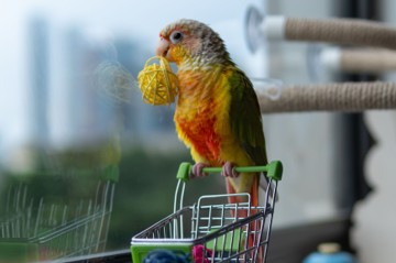 A conure holding an enrichment toy while perched on a toy shopping cart, the kind of foraging and play activity that helps ease boredom and restlessness in pet birds