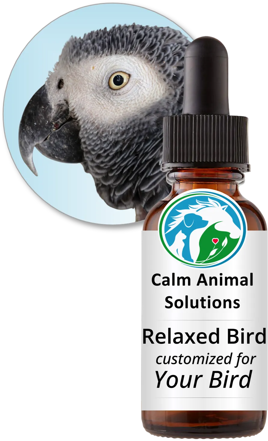 An African Grey parrot beside a bottle of Relaxed Bird flower essence blend by Calm Animal Solutions, formulated for birds whose stress shows up as feather plucking, loneliness, or screaming when left alone — customized for your bird