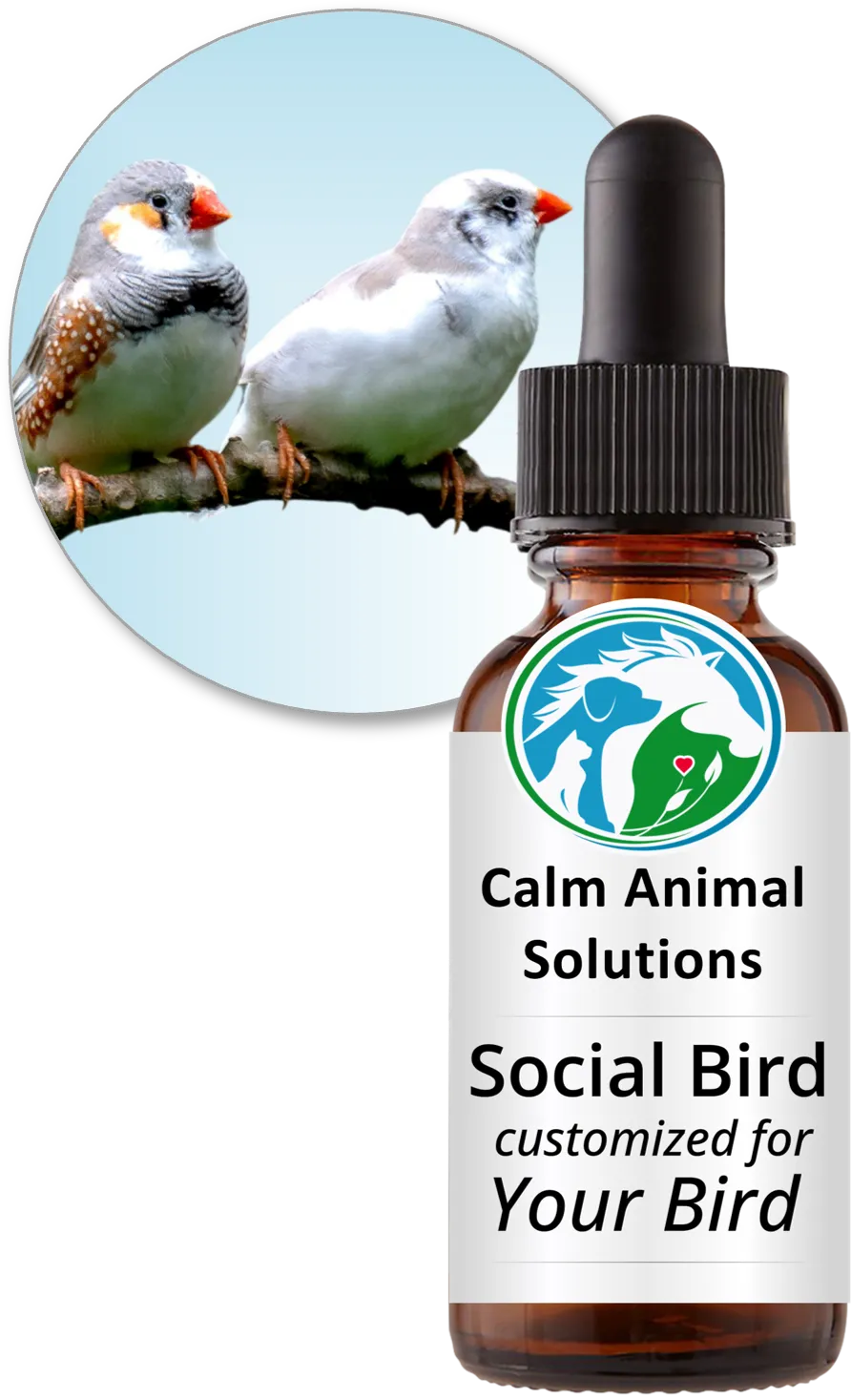 Two zebra finches perched together beside a bottle of Social Bird flower essence blend by Calm Animal Solutions, formulated for birds whose stress shows up as aggression, biting, or tension with other birds in the home — customized for your bird