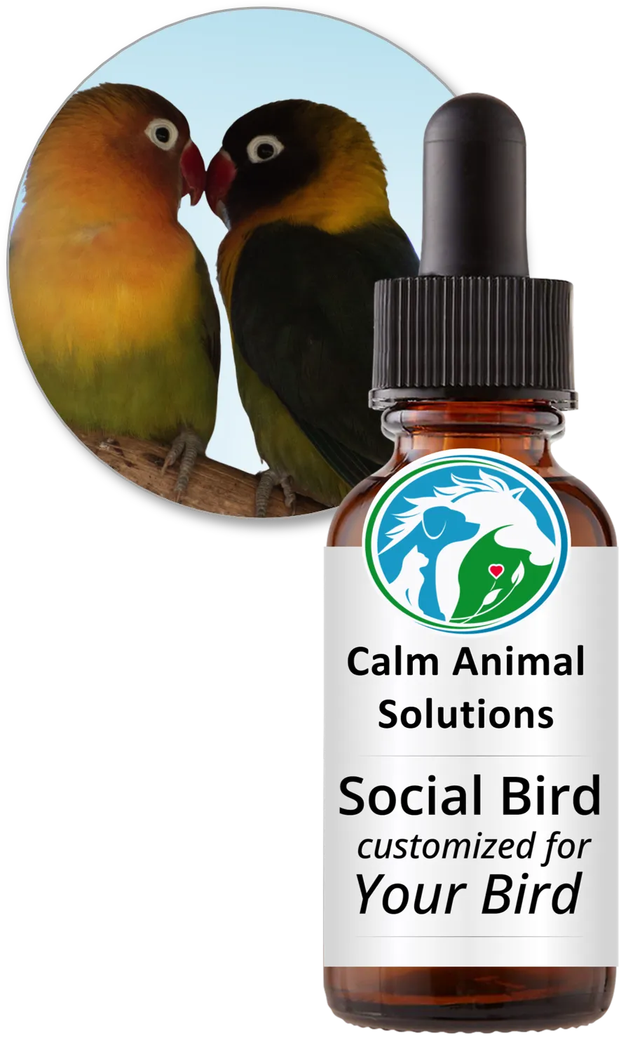 A pair of lovebirds beside a bottle of Social Bird flower essence blend by Calm Animal Solutions, for birds who scream from jealousy or rivalry, or withdraw and hide during conflict — customized for your bird