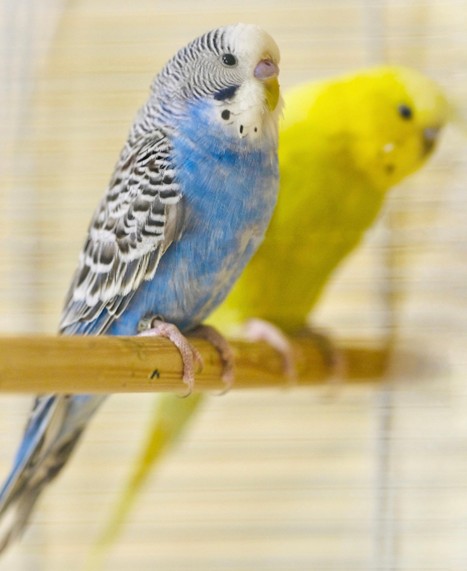 A blue budgie and a yellow budgie perched close together beside a bottle of Social Bird flower essence blend by Calm Animal Solutions, for birds who scream from jealousy or rivalry, or react aggressively to another bird sharing their space