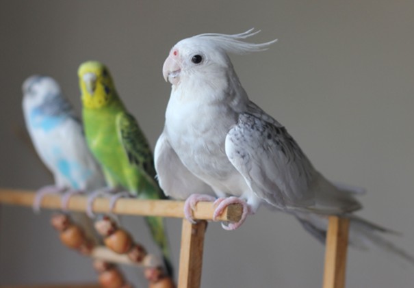 A row of pet birds, including a cockatiel and budgies, perched together beside a bottle of Social Bird flower essence blend by Calm Animal Solutions, formulated for birds whose stress shows up as aggression, biting, or tension with other birds in the home