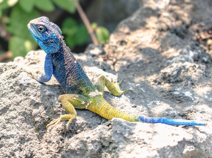 A blue and yellow bearded dragon perched on a rock beside a bottle of Relaxed Reptile flower essence blend by Calm Animal Solutions, for ball pythons, bearded dragons, snakes, lizards, geckos, turtles, and tortoise showing signs of stress: hiding, refusing food, glass surfing, nose rubbing, defensive strikes during handling