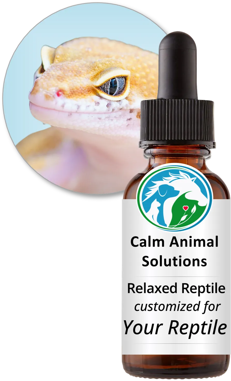 Leopard gecko beside a Relaxed Reptile custom flower essence blend bottle from Calm Animal Solutions