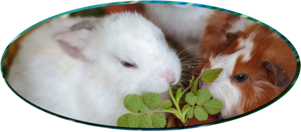 A rabbit and guinea pig sharing a leafy treat together, illustrating the range of small pet stress from loneliness and withdrawal to conflict between cage-mates