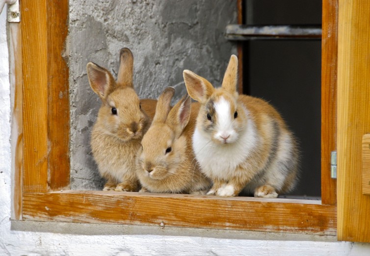 Three rabbits sharing a space together, the kind of multi-pet household where tension or bullying between cage-mates can develop