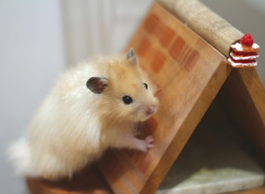 A hamster climbing a wooden ramp toward a small decorative treat, the kind of enrichment activity that helps ease boredom in solitary pets
