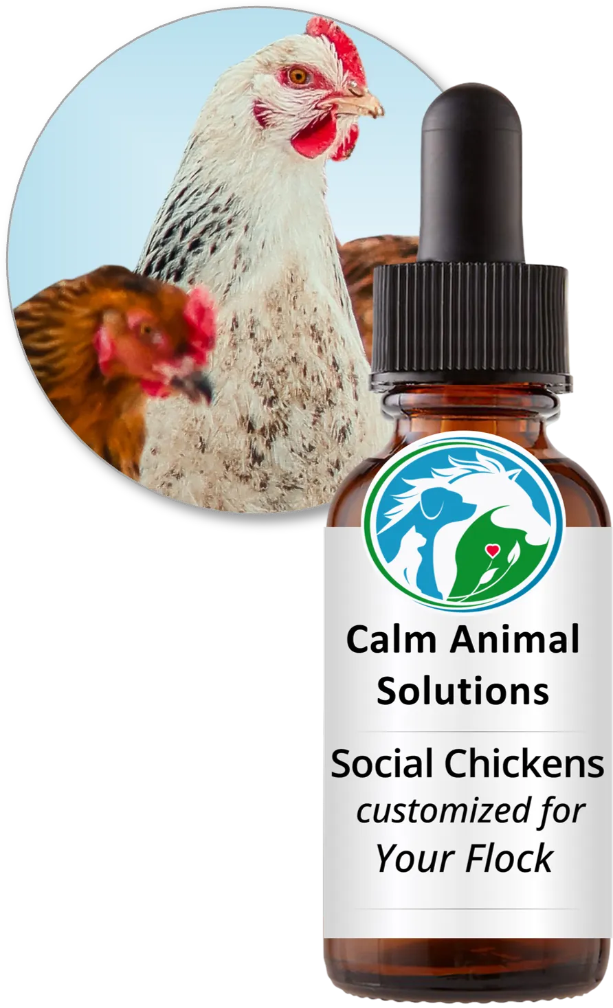 Hens standing close together beside a Social Chickens custom flower essence blend bottle from Calm Animal Solutions
