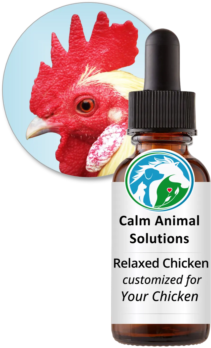 Rooster beside a Relaxed Chicken custom flower essence blend bottle from Calm Animal Solutions