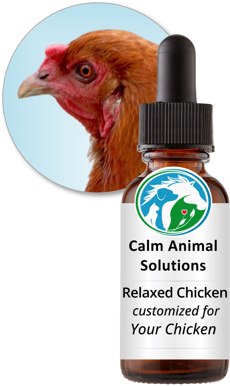 Hen beside a Relaxed Chicken custom flower essence blend bottle from Calm Animal Solutions