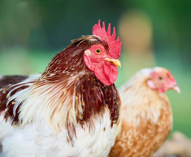 Rooster and hen together, part of a backyard flock