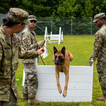Represents a military K9 work dog employe