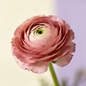 Marla Mervis Hartmann