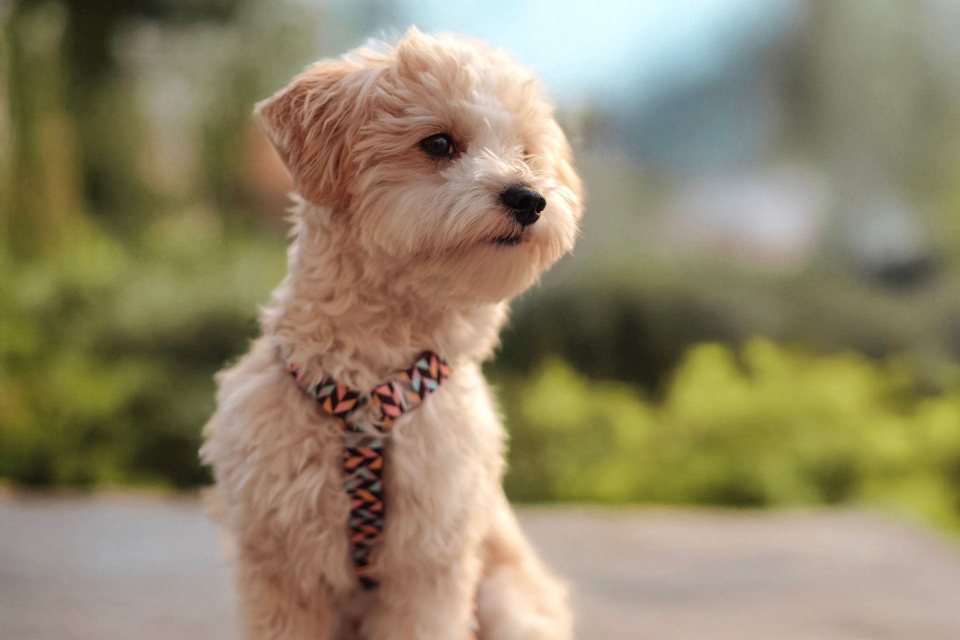 Dog Breeding Bergen county, NJ