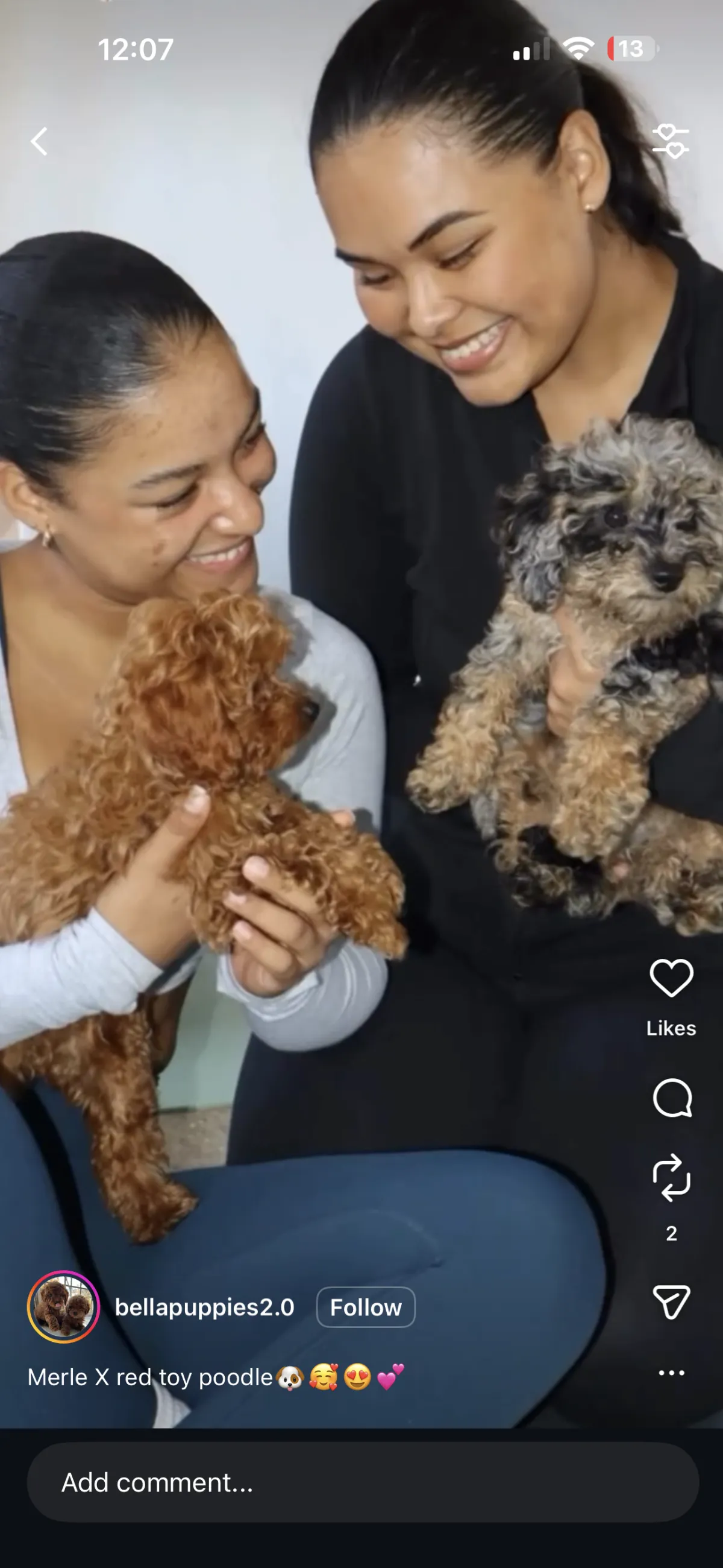 Washington heights, NY Puppies For Sale