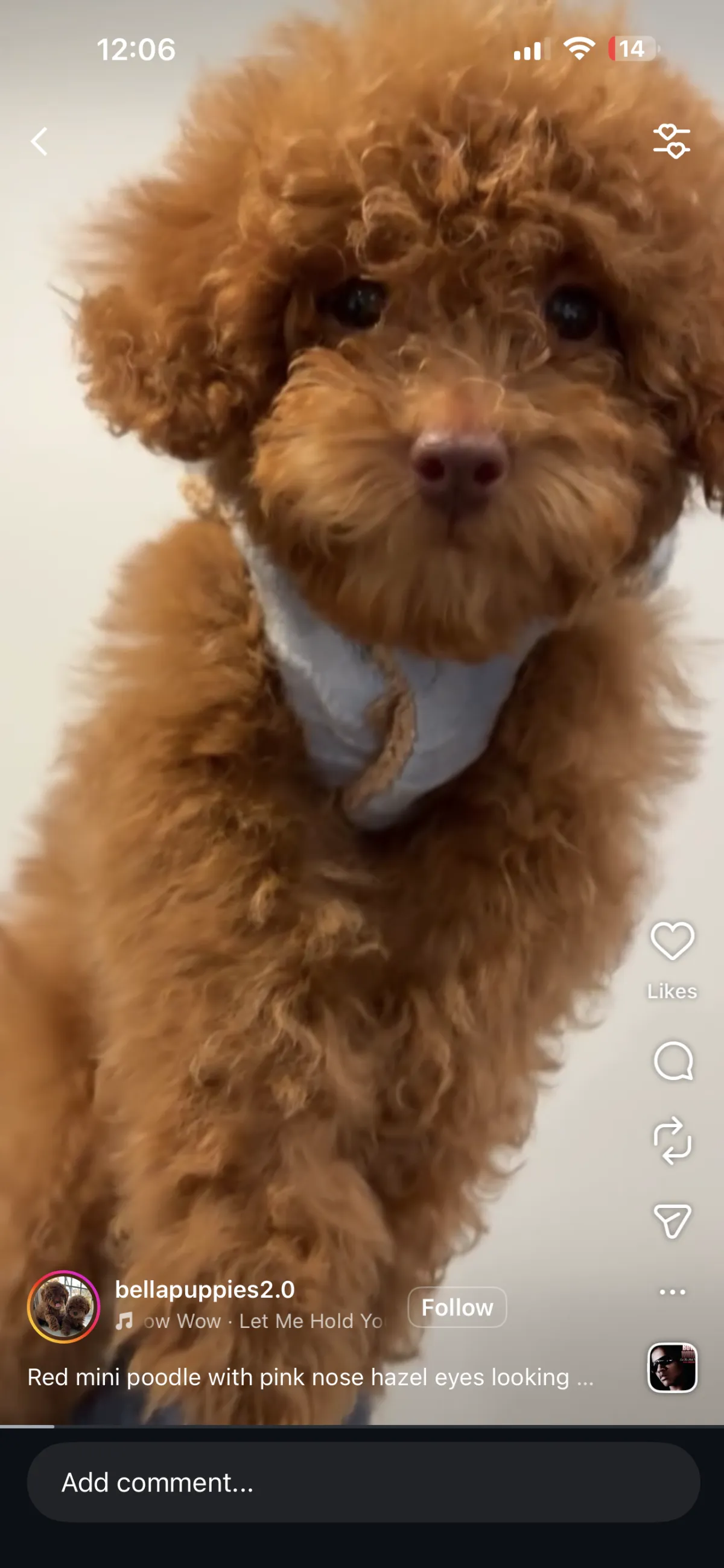 Puppy Events & Parties