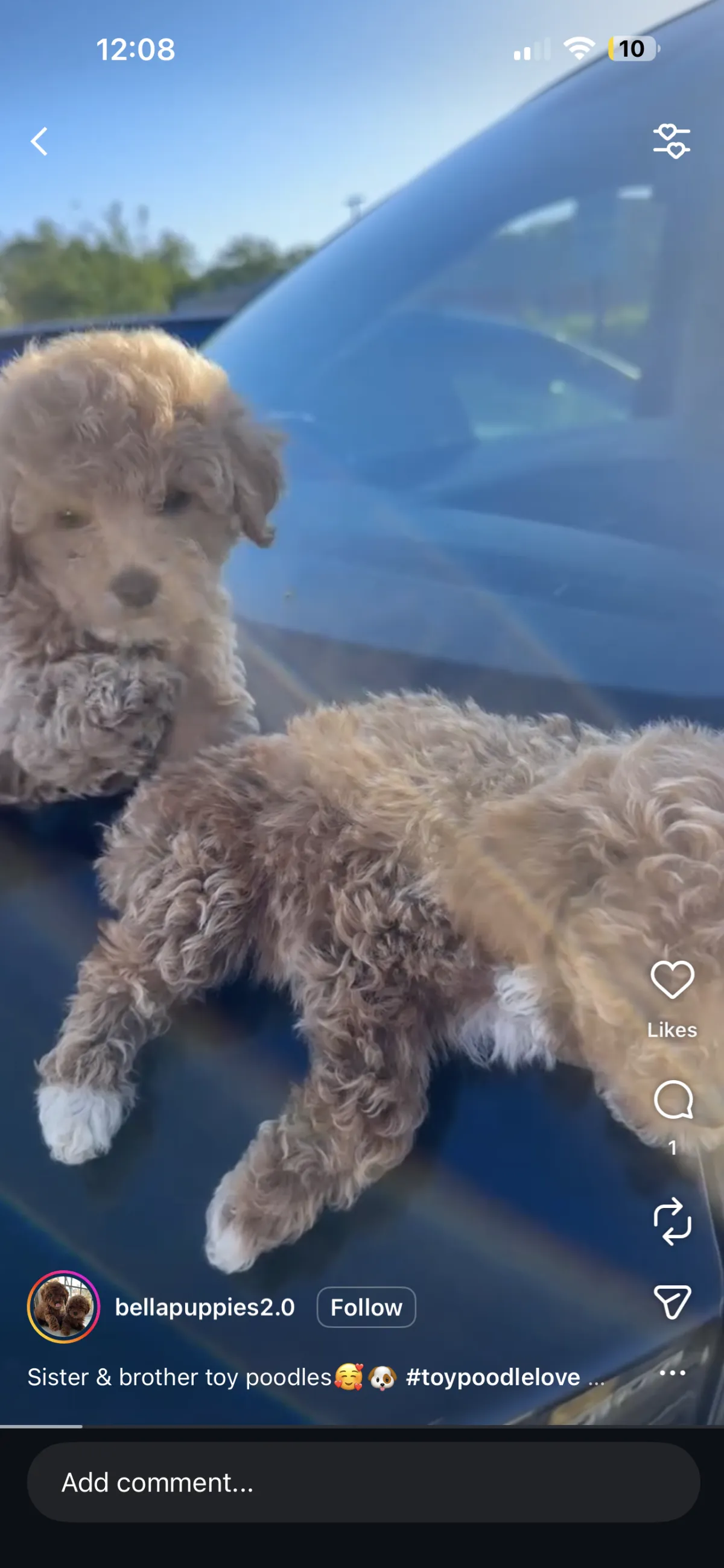 Puppy Events & Parties